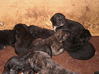 abruzzese shepherd dog male